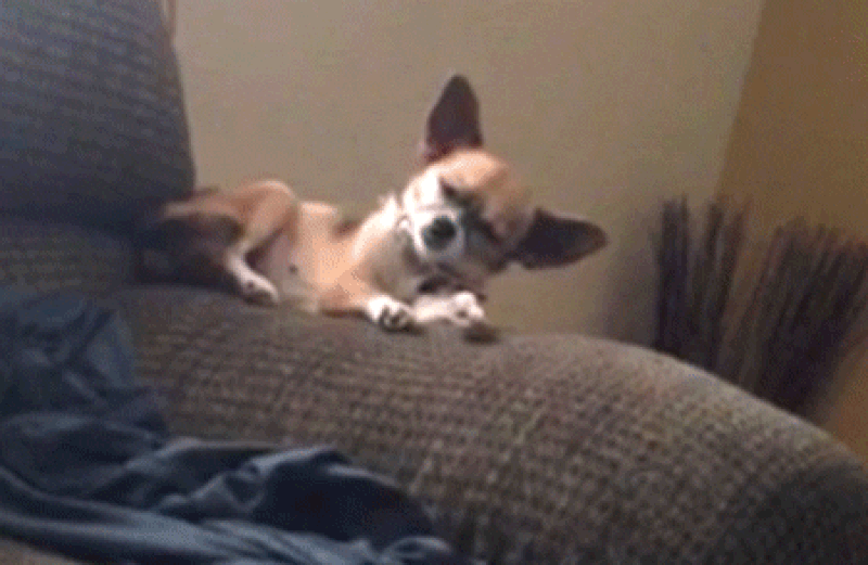 Gif de cachorro dormindo e caindo do sofá por causa do cochilo