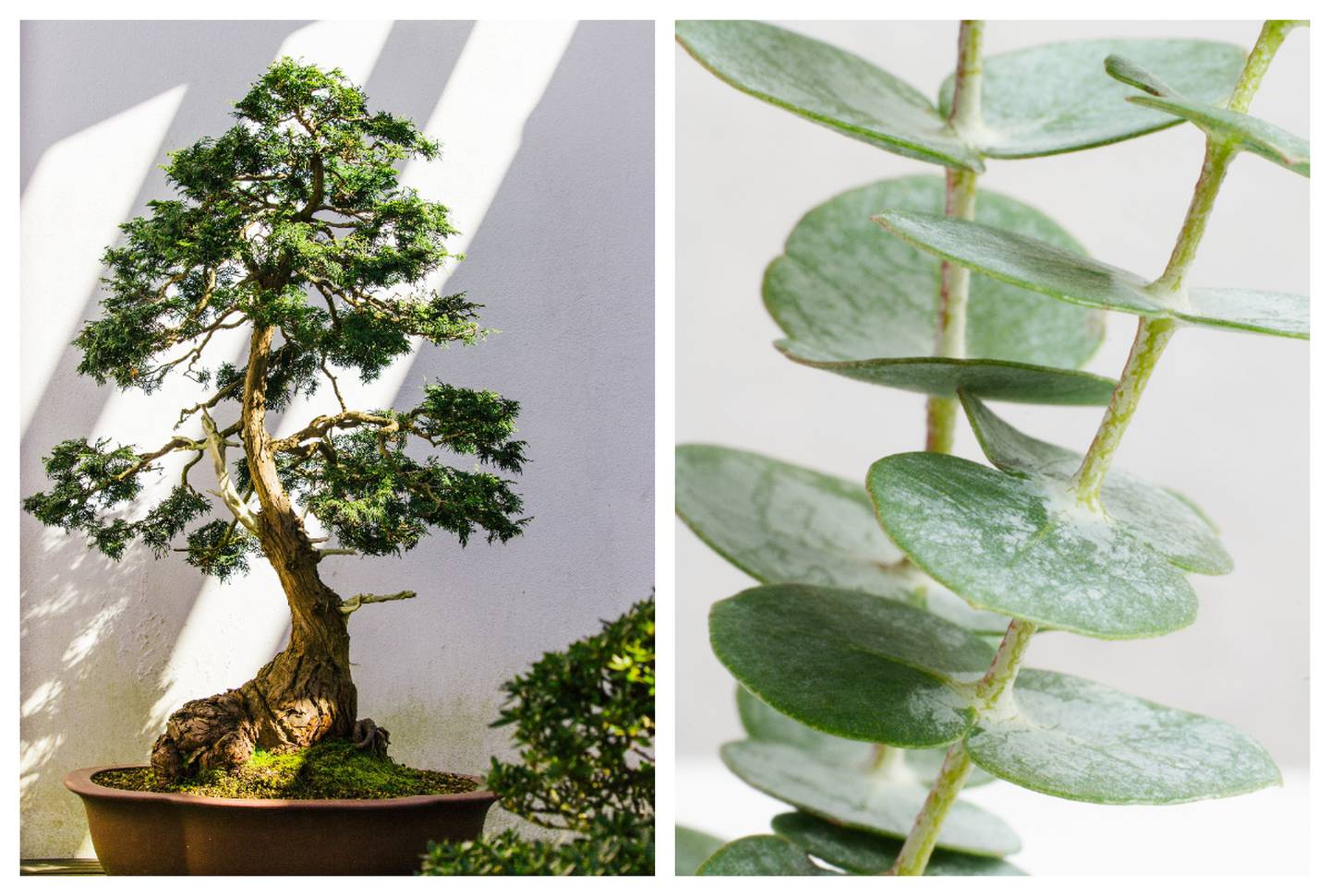 Feng Shui: ¿Cómo activar el árbol de jade en enero para atraer la abundancia y la fortuna?