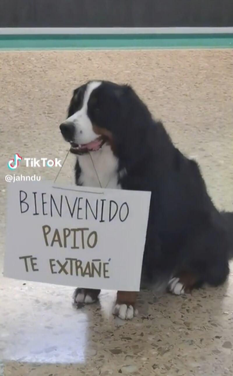 Cachorro é flagrado esperando o dono no aeroporto com uma placa e viraliza