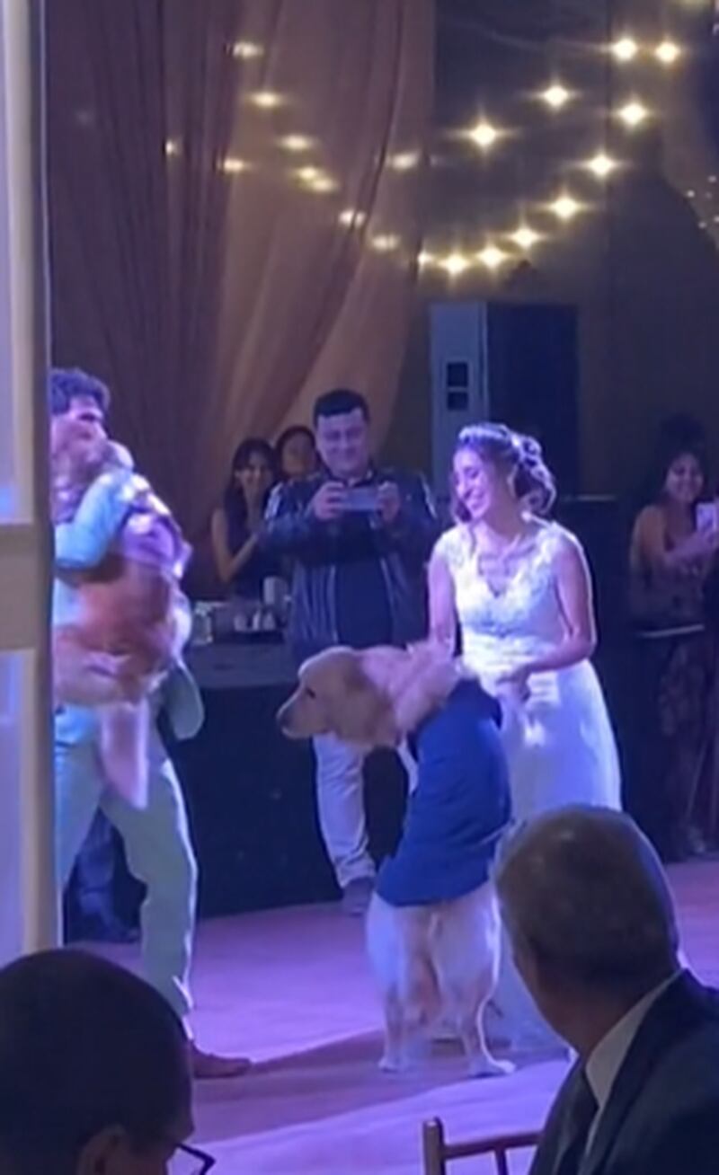 Cães roubam a cena durante valsa dos noivos em casamento e momento viraliza no TikTok