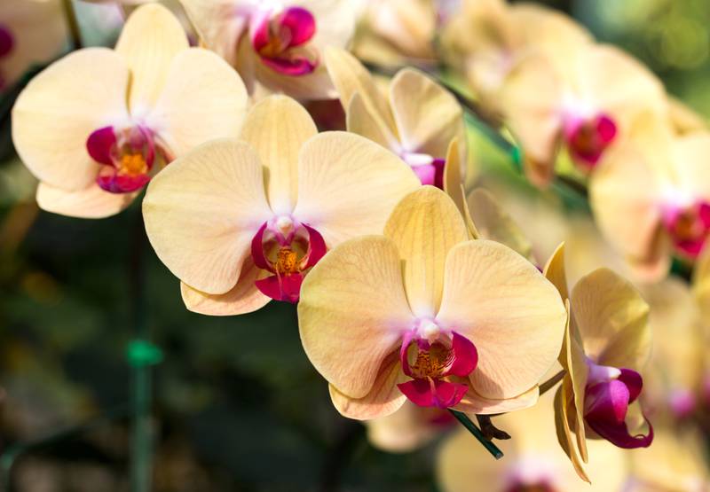 Use este ingrediente de cozinha para fazer suas orquídeas crescerem lindas e saudáveis