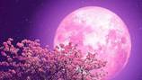 Prepare-se para receber as energias da Lua Rosa com o poderoso ritual para atrair a prosperidade