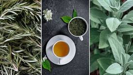 5 ervas medicinais essenciais para ter em casa