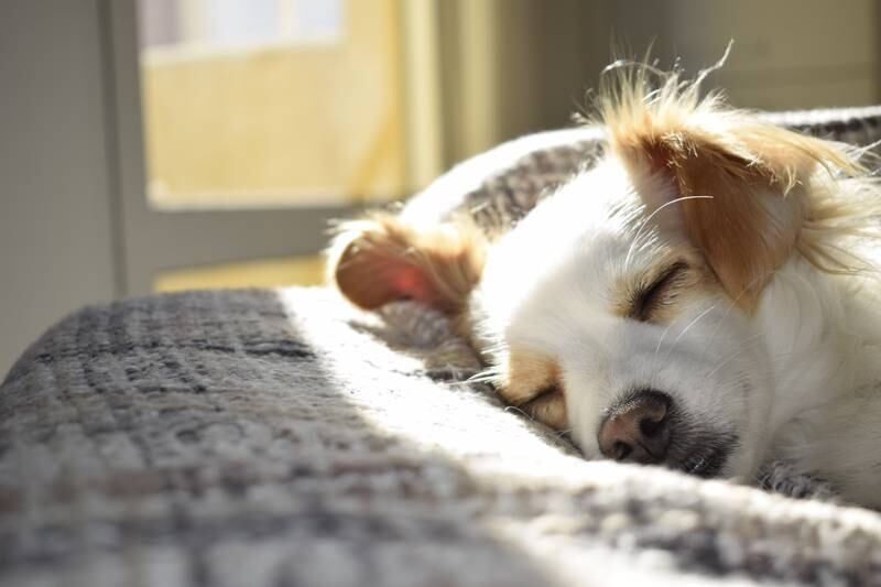 Alguns truques podem te ajudar a dormir melhor com seu animal de estimação