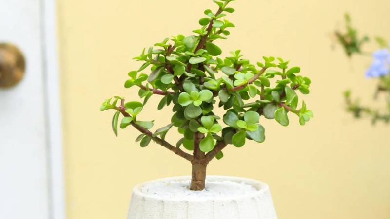 Use esses 2 ingredientes culinários que vão fortalecer a sua árvore de jade