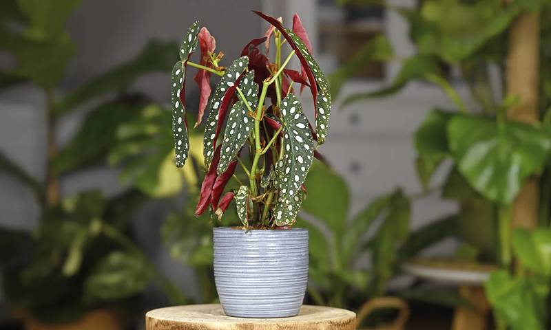 Como cuidar da begônia maculata: a planta mais original para decorar a sua casa