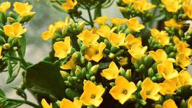 Feng Shui: 3 suculentas com flores amarelas para atrair dinheiro e abundância para sua casa
