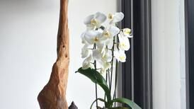 Alguns truques podem ajudar as orquídeas a durarem mais