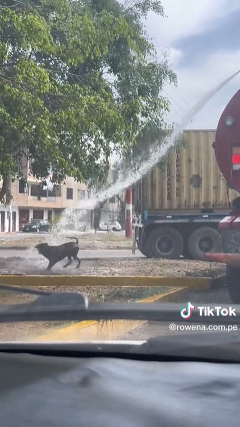 Cachorro viraliza após tomar banho refrescante graças a caminhão municipal e encanta internautas