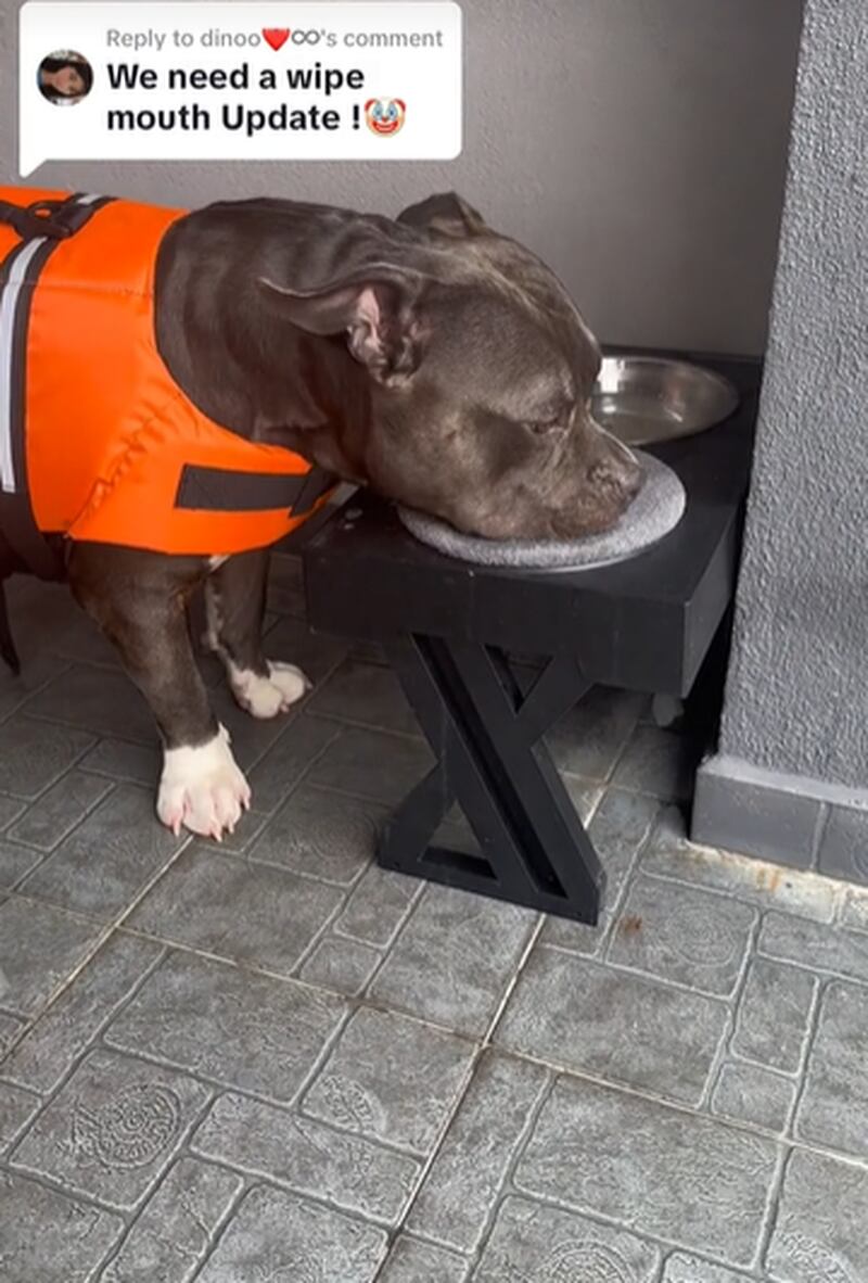 Cachorro viraliza após aparecer limpando o focinho toda vez que bebe água