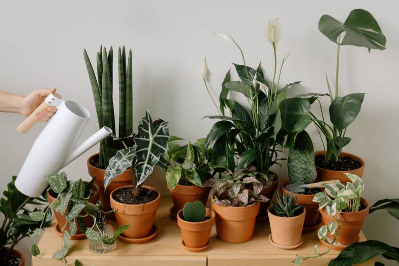 7 coisas que você deve saber sobre cuidados com plantas