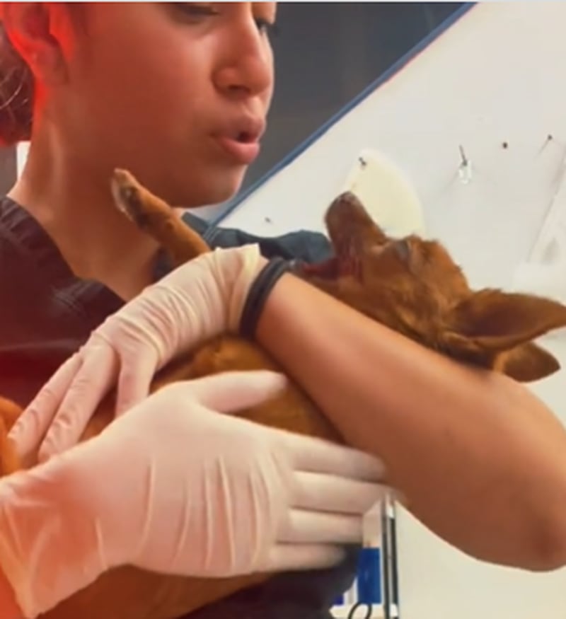 Veterinária mostra jeito fofo que acalmou cachorrinho após acordar de anestesia e momento viraliza no TikTok