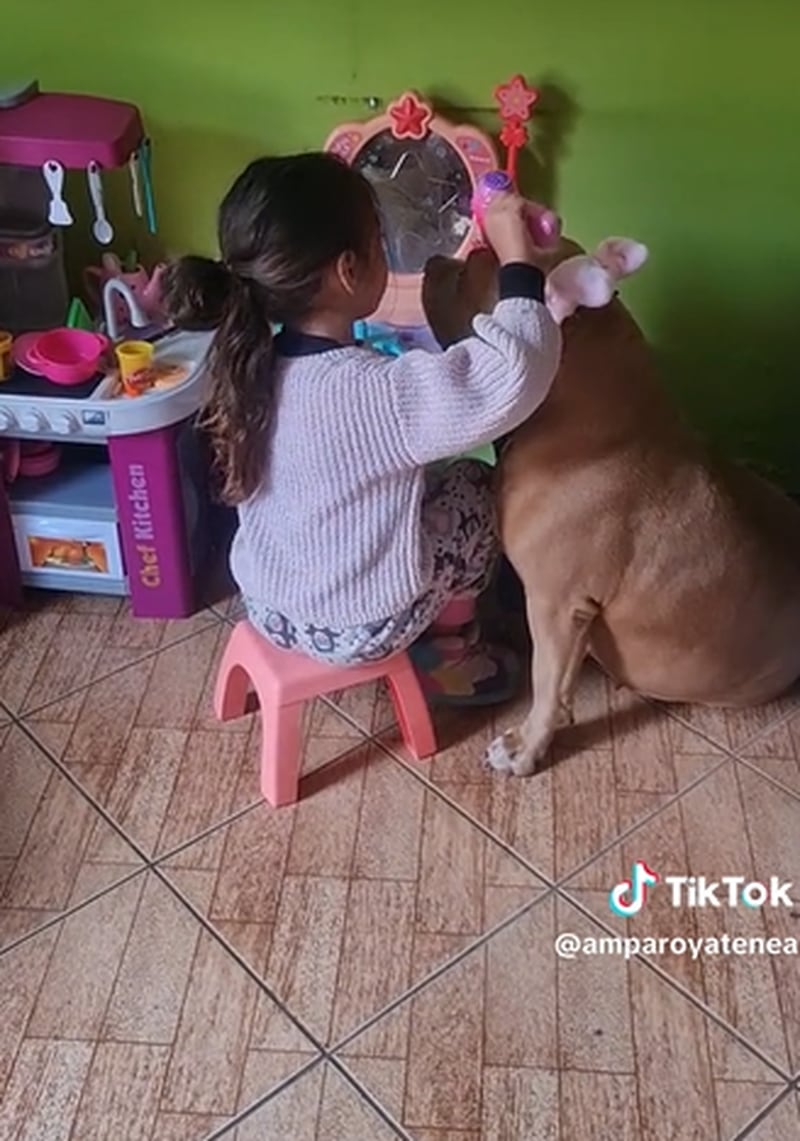 Garotinha viraliza no TikTok ao 'maquiar' cachorra enquanto canta música de Shakira: "Está linda"