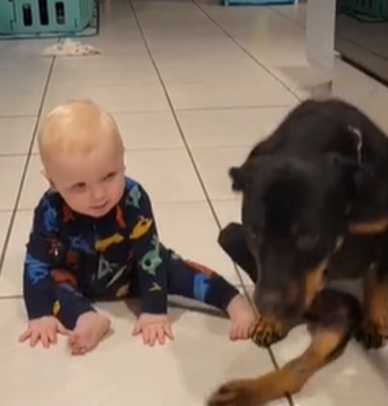 Bebê com um cachorro