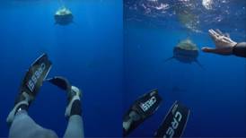 Mergulhadora viraliza ao ensinar como escapar de um ataque de tubarão e internautas reagem: “Eu teria uma parada cardíaca”