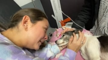Mulher compartilha no TikTok os últimos momentos com seu cachorro e o registro viraliza