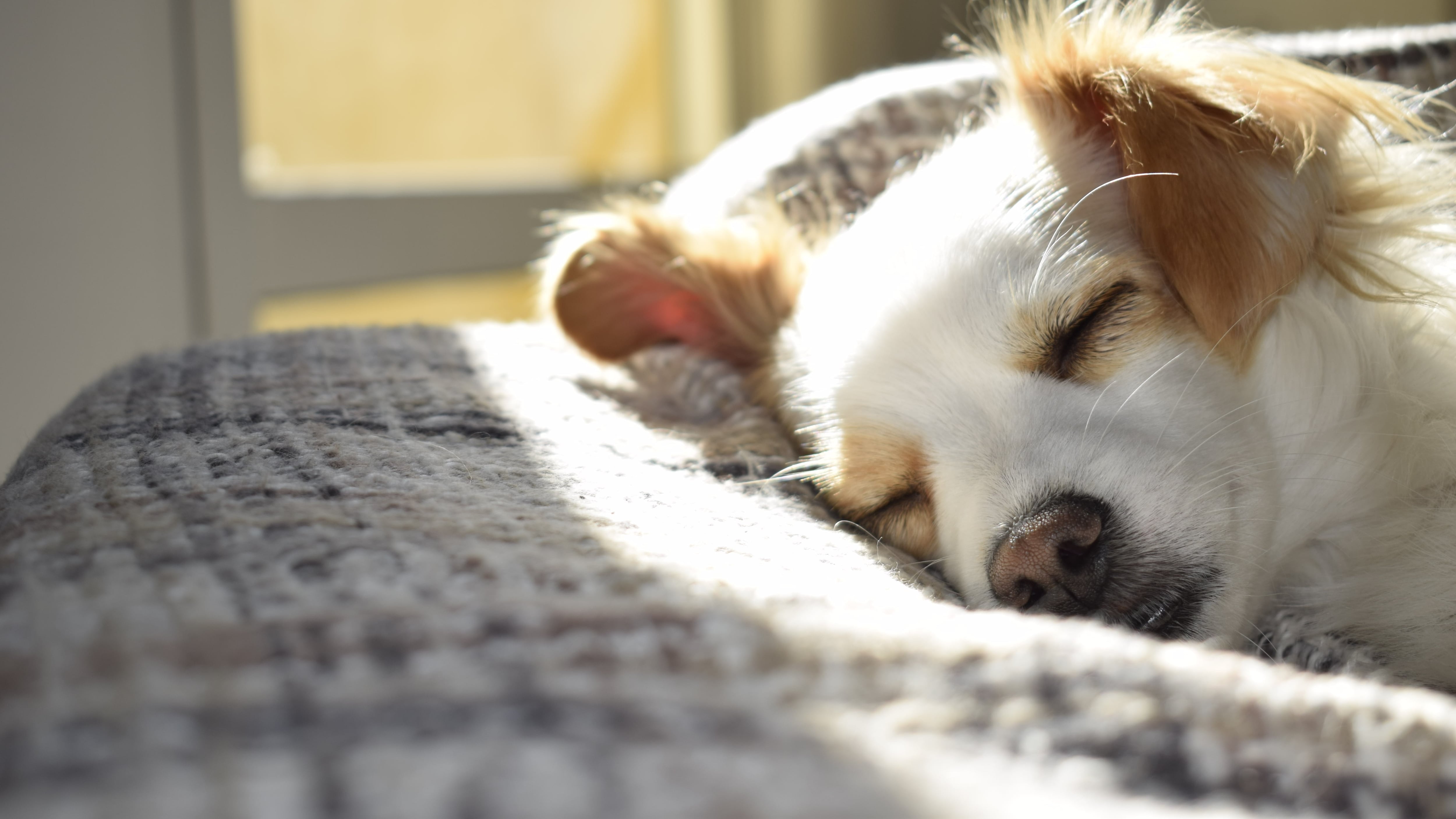 Alguns truques podem te ajudar a dormir melhor com seu animal de estimação