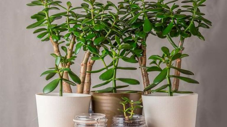 A suculenta que atrai dinheiro e boa sorte: o que poucos contam sobre a planta Jade