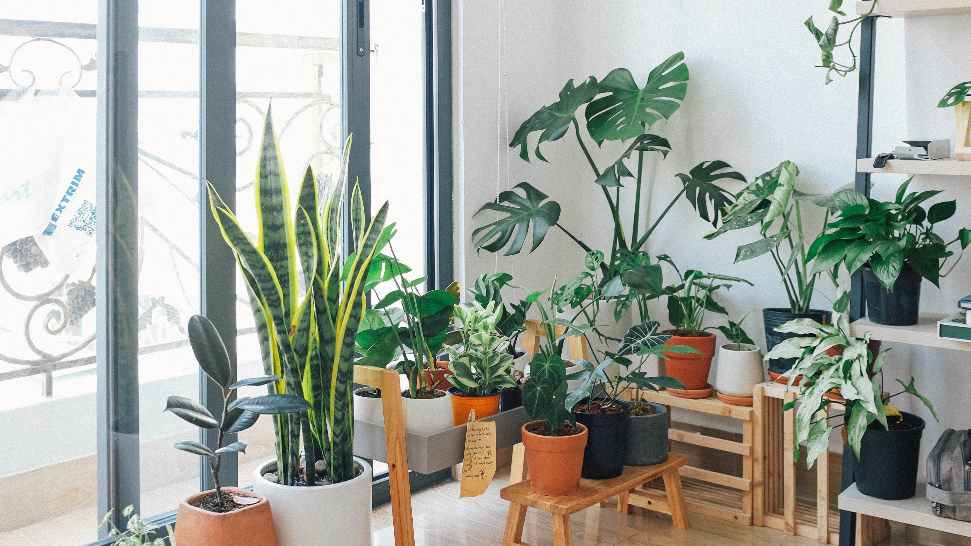 Ter essas 3 plantas positivas em sua casa ajudará você a melhorar a energia em seu lar, de acordo com o Feng Shui