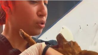 Veterinária mostra jeito fofo que acalmou cachorrinho após acordar de anestesia e momento viraliza no TikTok