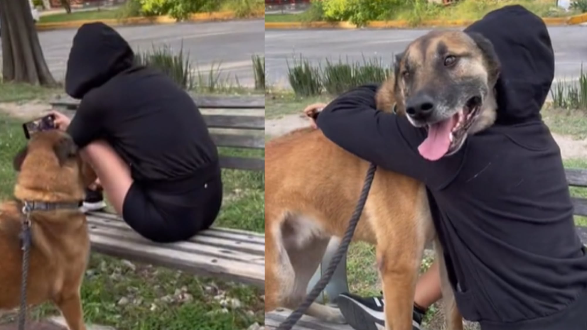 Mulher reencontra seu cachorro após 6 meses sem vê-lo e ele a reconhece pelo cheiro
