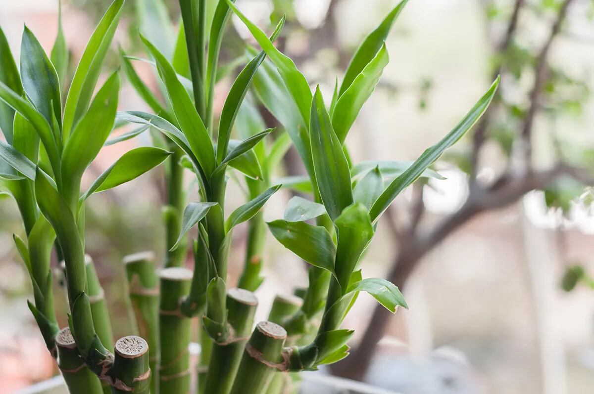 É assim que você deve cuidar do seu bambu da sorte para ativar os poderes da planta