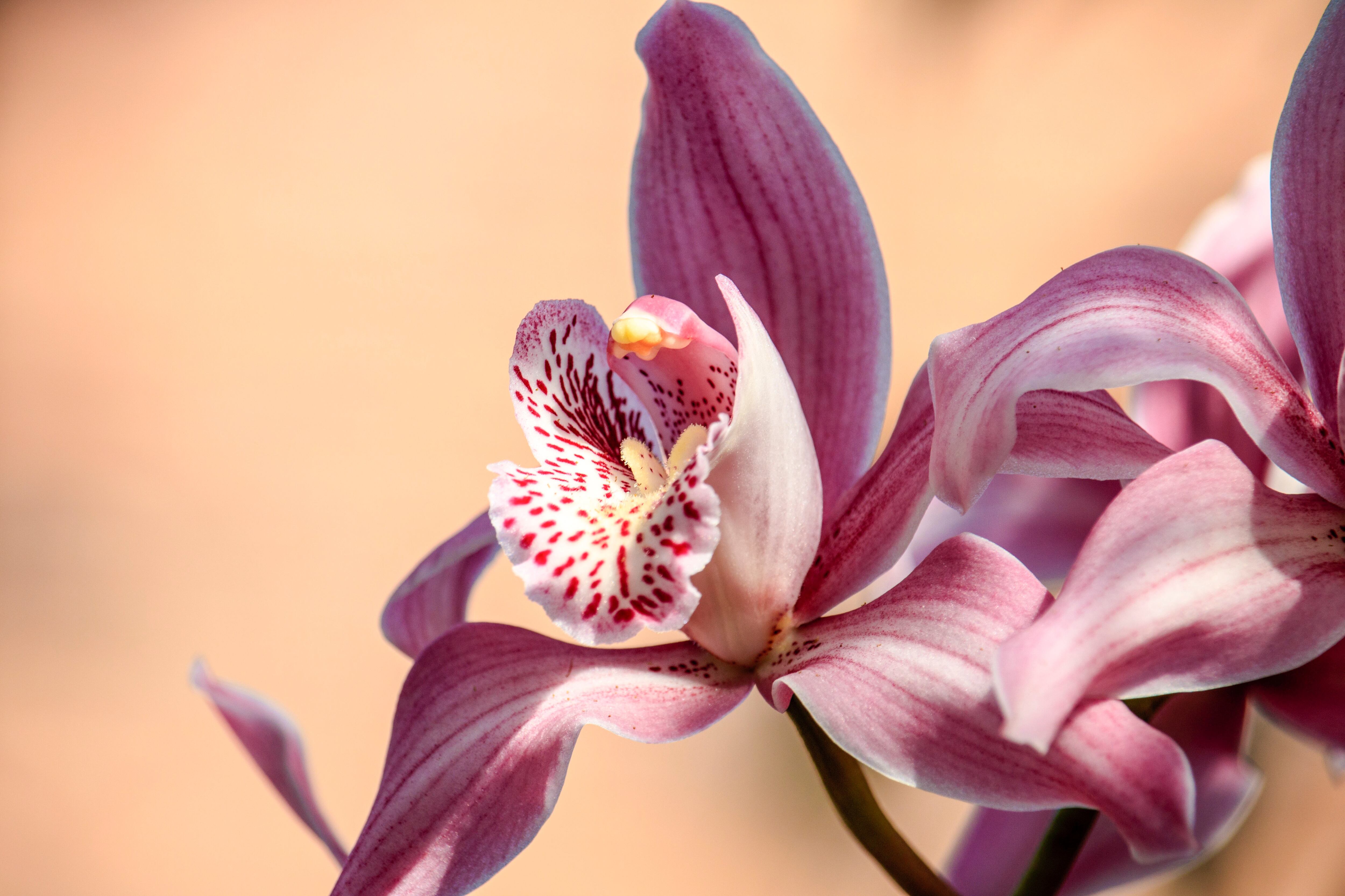 Orquídea