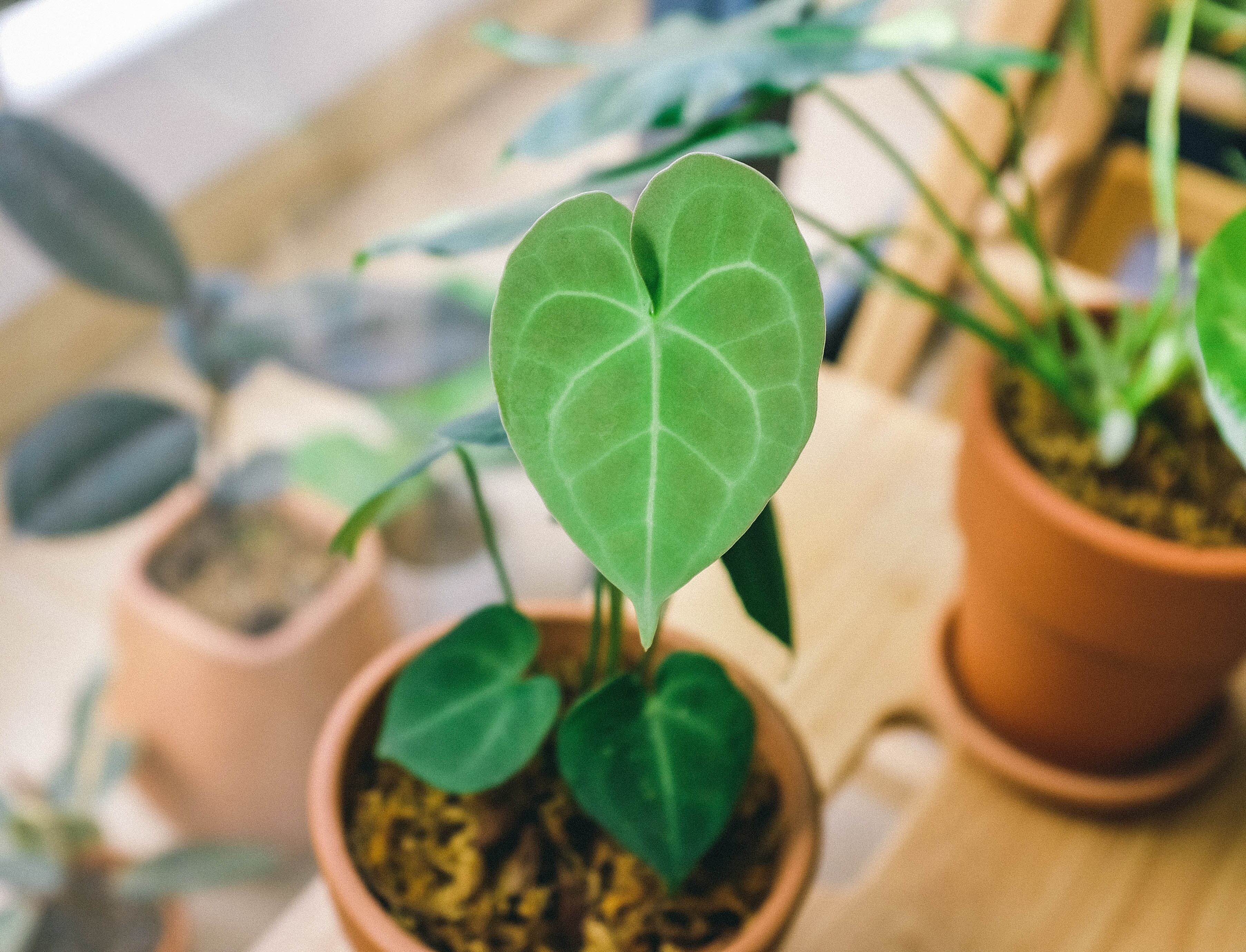 Os 2 ingredientes de cozinha que você pode usar para fazer qualquer planta florescer