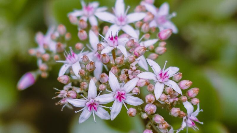 Planta do dinheiro: faça sua árvore de jade florescer rapidamente com apenas 1 ingrediente