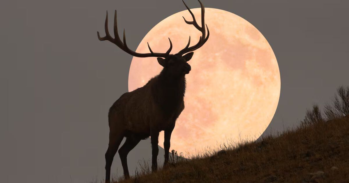 Aluvión de conjunciones y Luna Llena de Ciervo: Los fenómenos que brillarán en el cielo de julio
