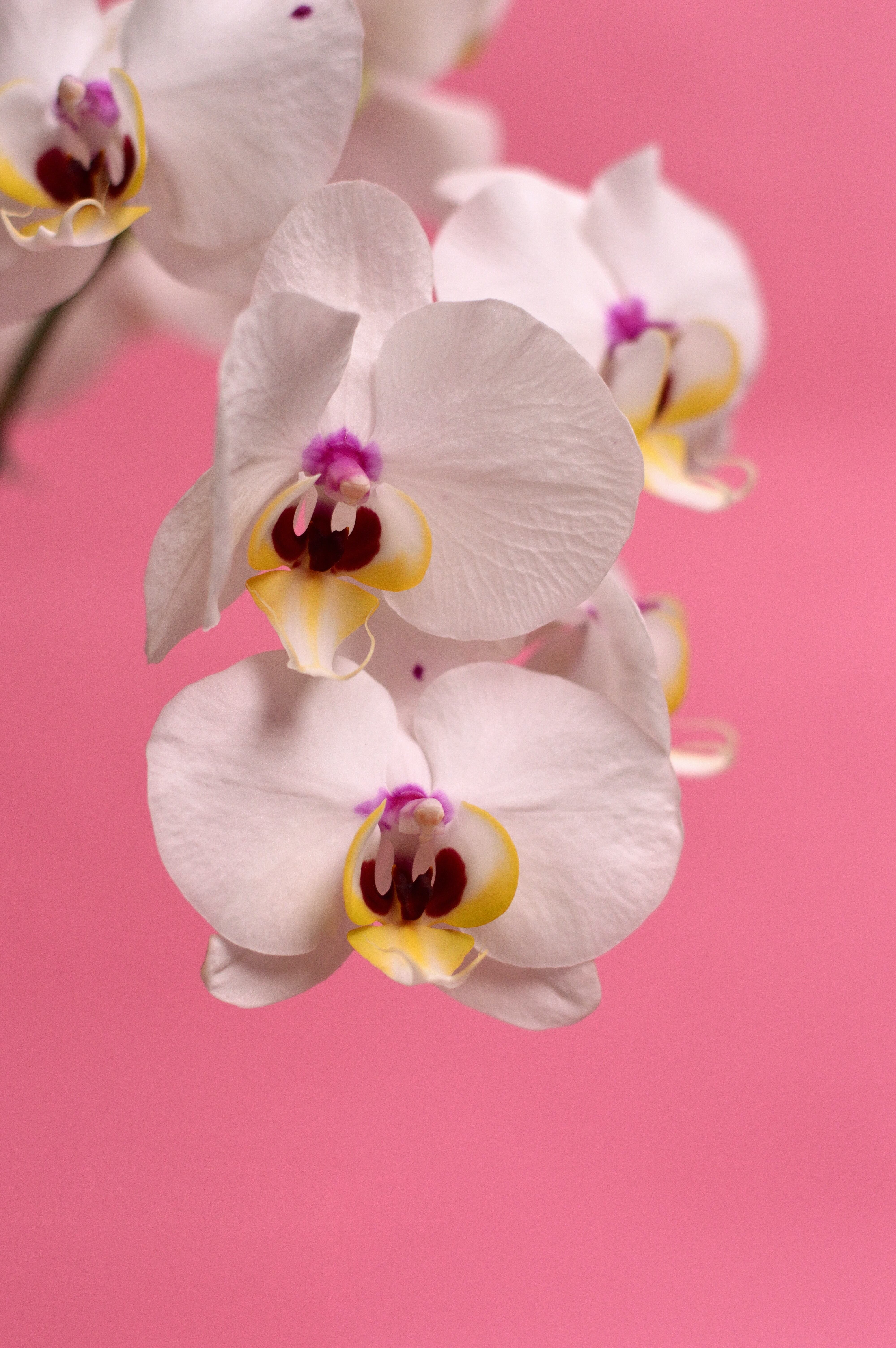 Orquídea