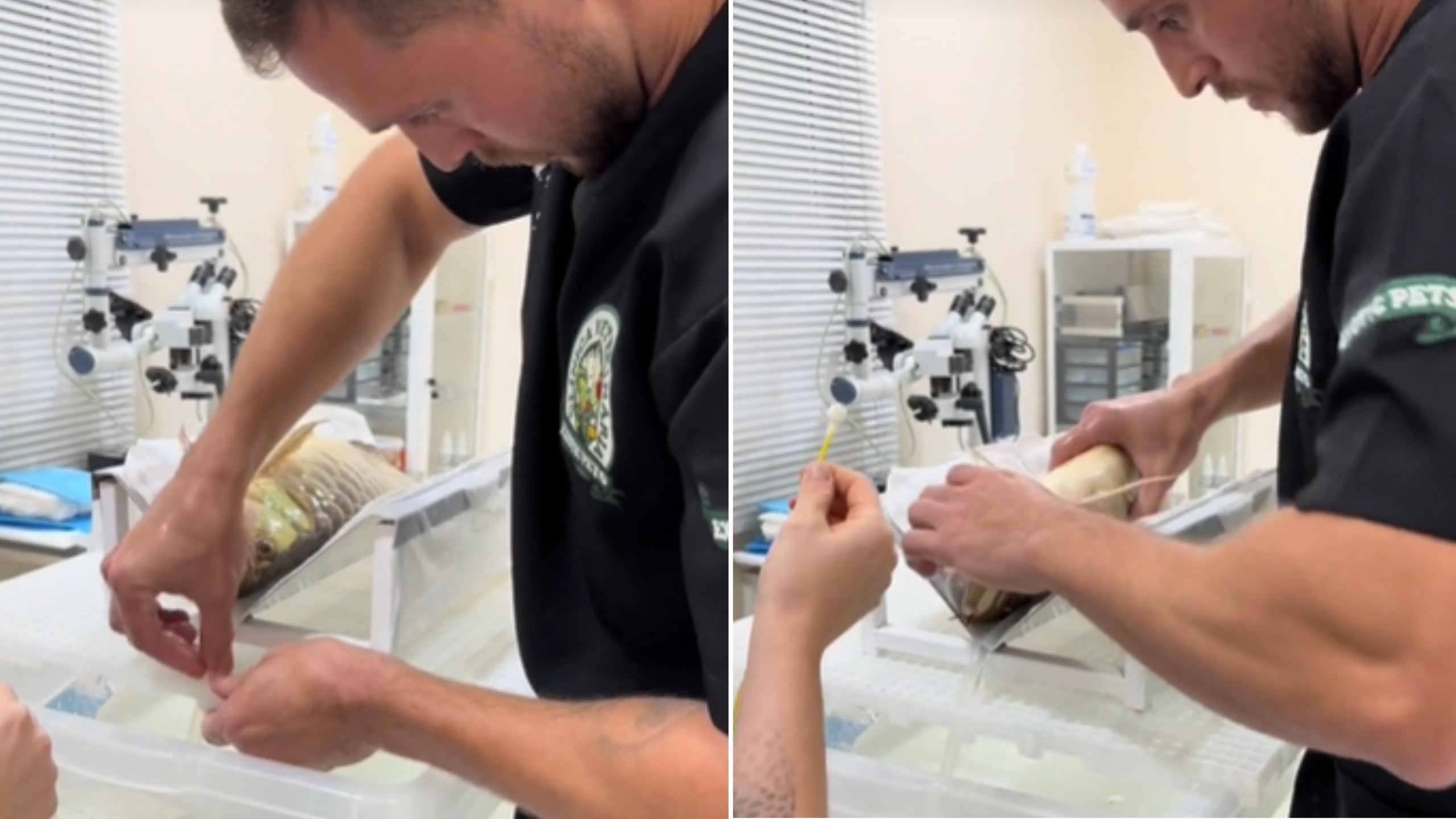 Veterinário viraliza e surpreende internet ao compartilhar vídeo de cirurgia em peixe