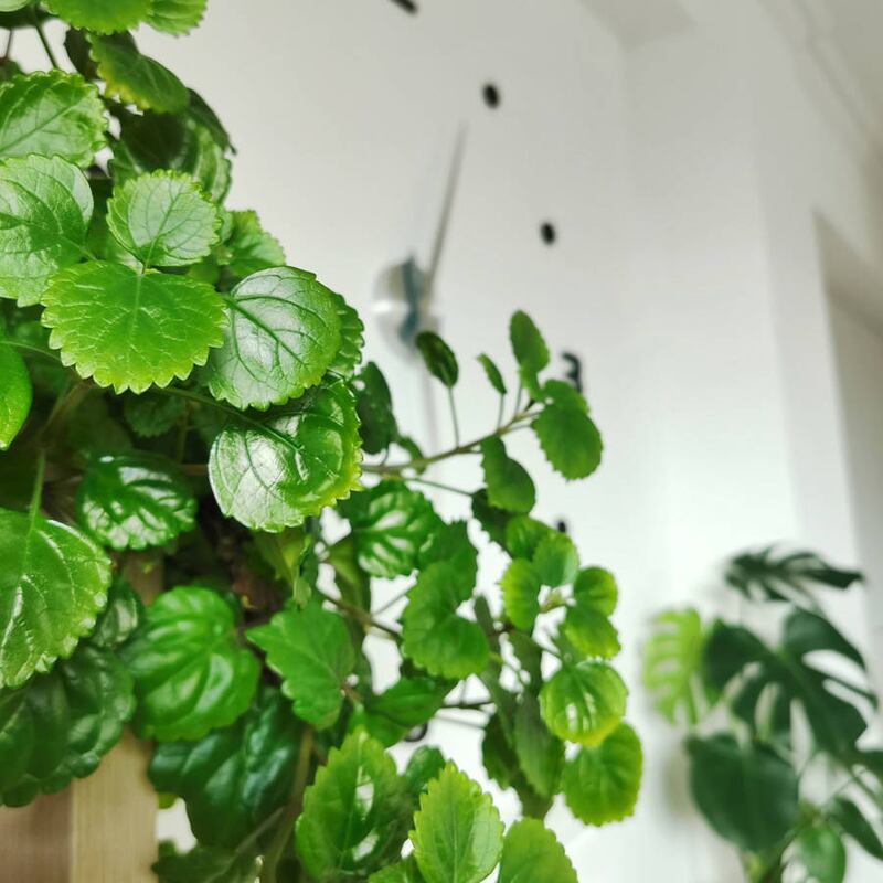 A planta do dinheiro ou plectranthus: aprenda a cuidar dela e leve a SORTE para sua casa