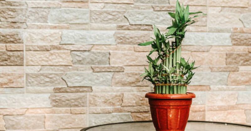 Feng Shui: ¿Cuántos tallos de bambú de la suerte debes poner en tu hogar para atraer el éxito y la riqueza?