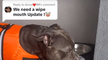 Cachorro viraliza após aparecer limpando o focinho toda vez que bebe água