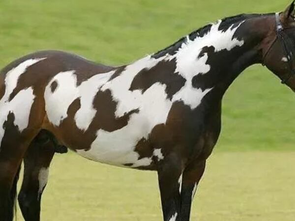 Ilusão de ótica: identifique o 2º 'cavalo' em 10 segundos