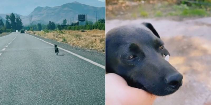 Mulher resgata cachorrinho que encontrou correndo na estrada e o ajuda a encontrar um lar